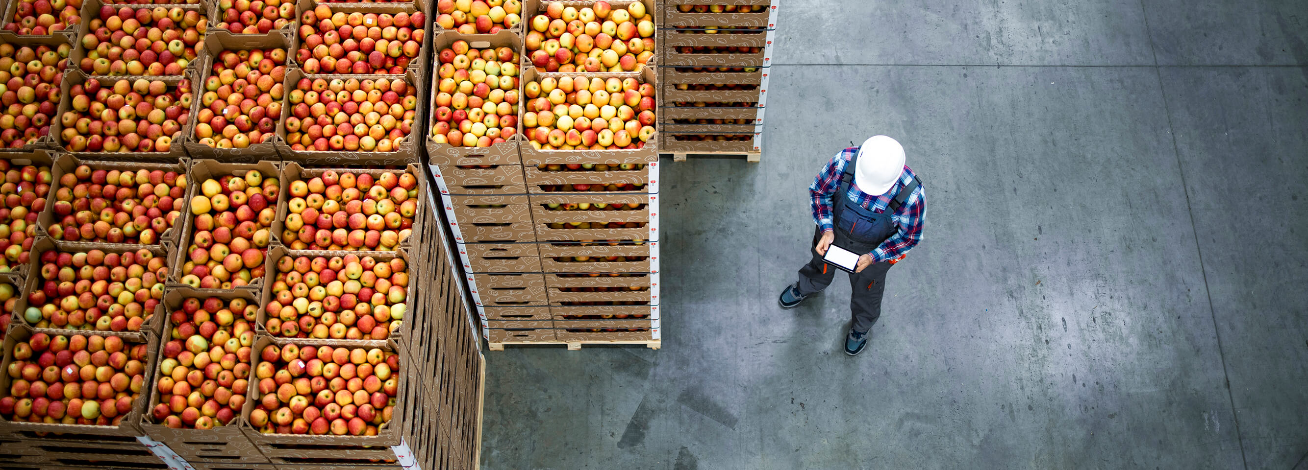 A man in a hard hat is standing near boxes with apples and holding a tablet in an agricultural warehouse.