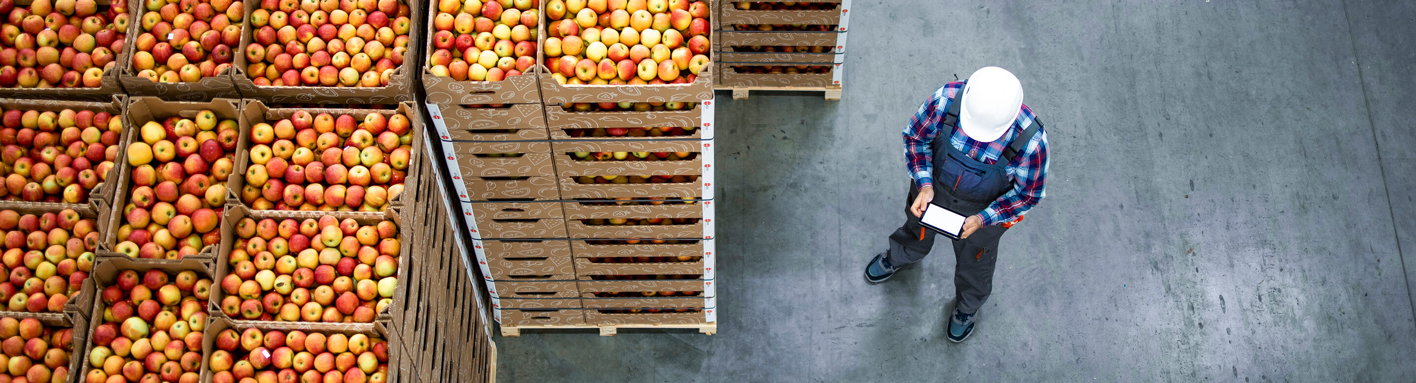 A man in a hard hat is standing near boxes with apples and holding a tablet in an agricultural warehouse.