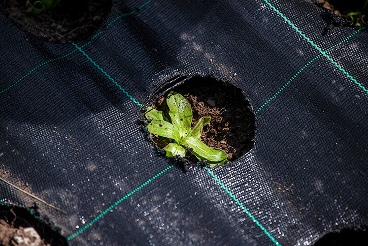 The planting holes in the ground merge with the black landscape fabric and are poorly recognized by computer vision algorithms.